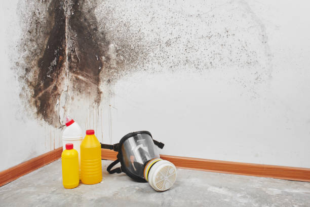 Best Home Mold Removal  in Mount Vista, WA