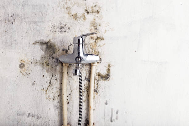 Best Best Mold Removal Companies  in Mount Vista, WA