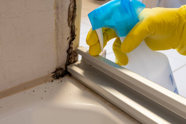 Best Mold Remediation  in Mount Vista, WA