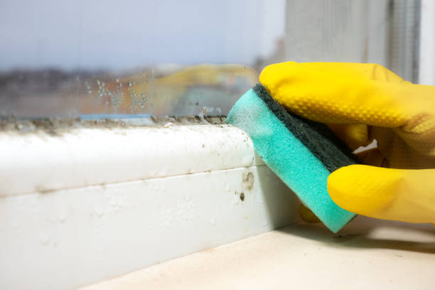 Best Mold Removal Company Near Me  in Mount Vista, WA