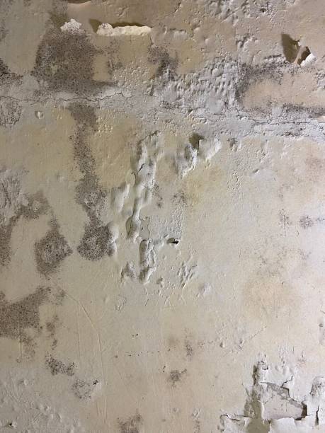 Best Residential Mold Removal  in Mount Vista, WA