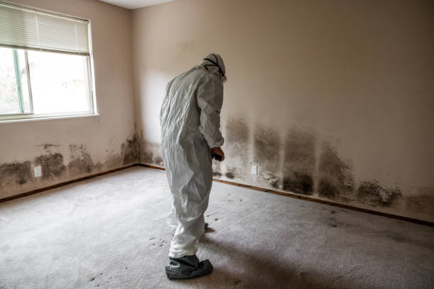 Home Mold Removal in Mount Vista, WA